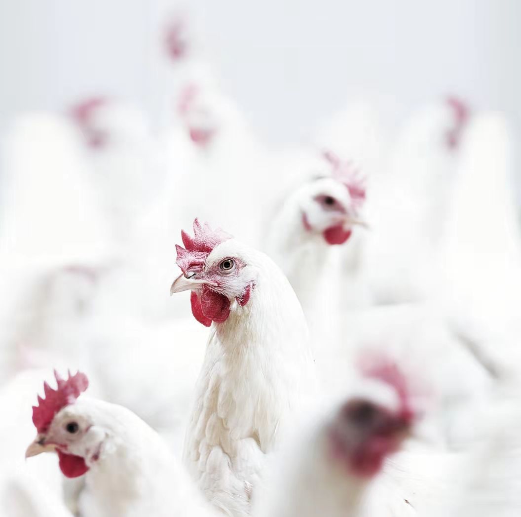 新利luck18(中国)体育·官方网站