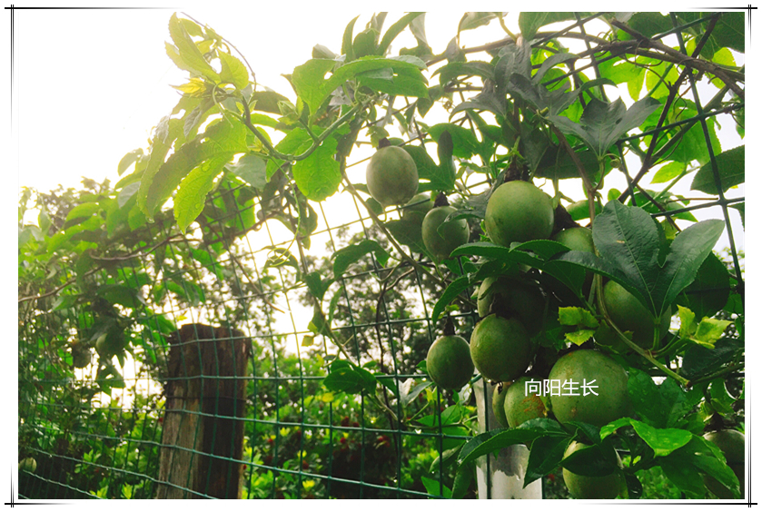 新利luck18(中国)体育·官方网站